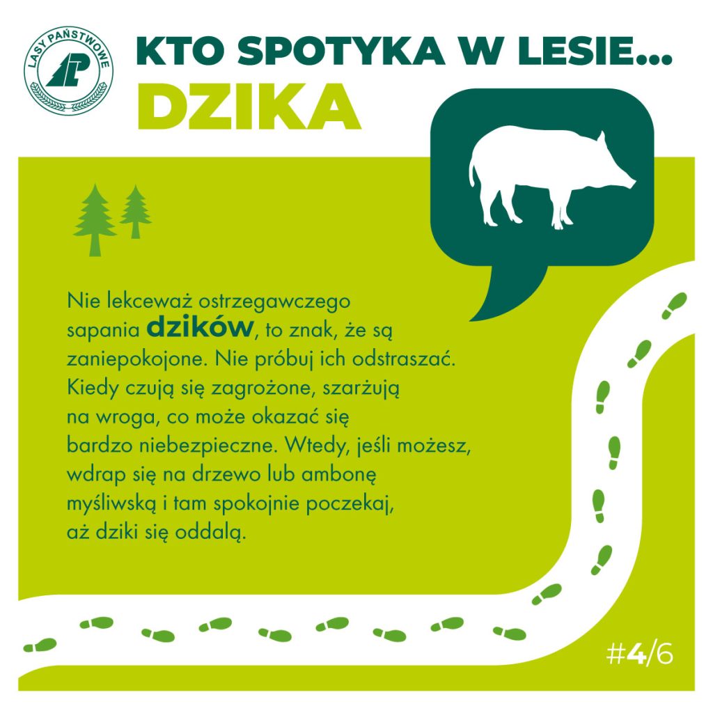 KTO SPOTYKA W MIEŚCIE DZIKA